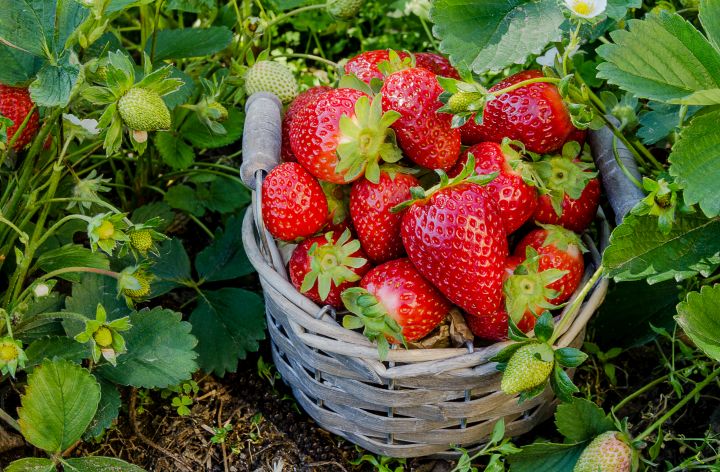 Man erkennt Erdbeeren in einem Korb.