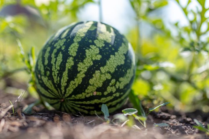 Man erkennt eine Wassermelone, welche auf der Erde liegt.