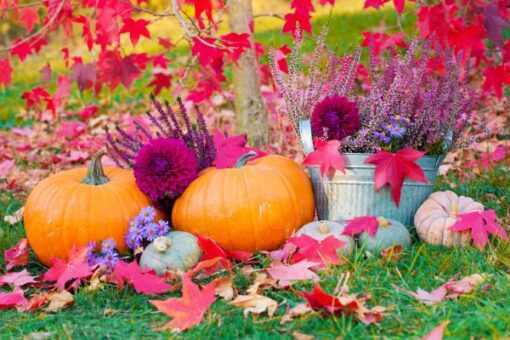 Man erkennt eine bunte Herbst Dekoration im Garten - Kürbisse, Blumen und Herbstlaub