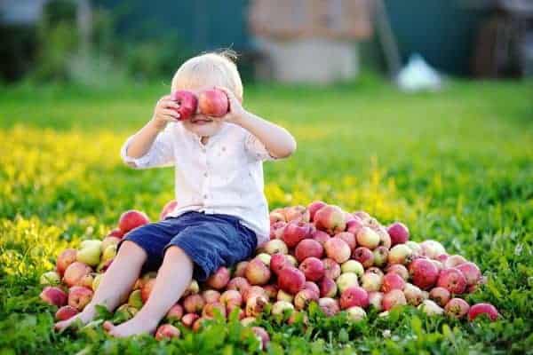 aepfel-ernte-herbst-garten-früchte-gesund