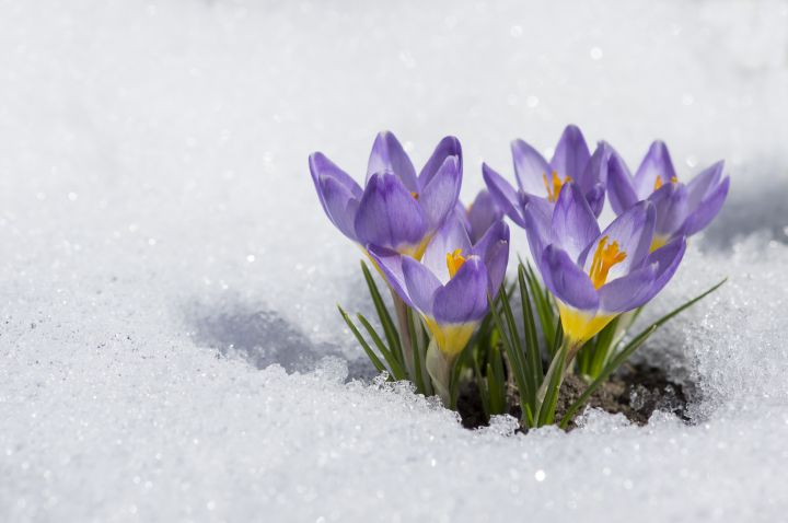 Man erkennt Veilchen im Schnee.