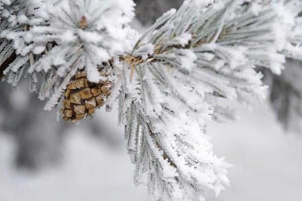 schnee-baum-eis-tannenzapfen-kiefernzapfen