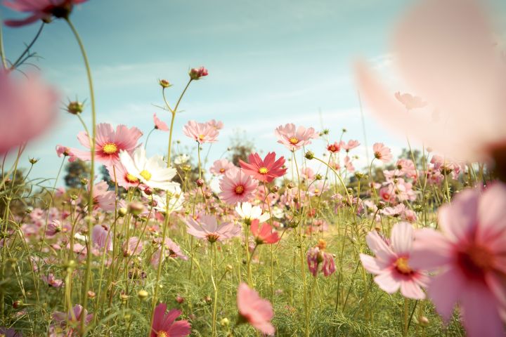 Man erkennt viele bunte Blumen.