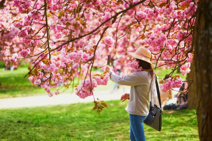 Man erkennt einen pink blühenden Frühlingsbaum.