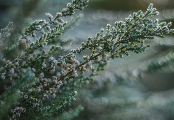 Spätfrost ist auf grünen Zweigen zu sehen