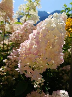 Man erkennt zwei weiß-rosa Blumen.