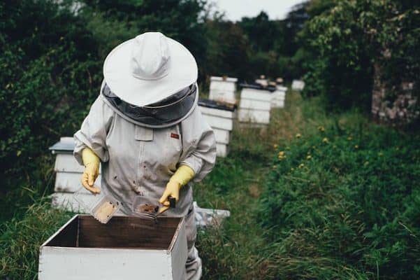 Ilesto, Bienen züchten, Bienen im Garten, Imker, Garten, Bienen, Honig, Imker, 