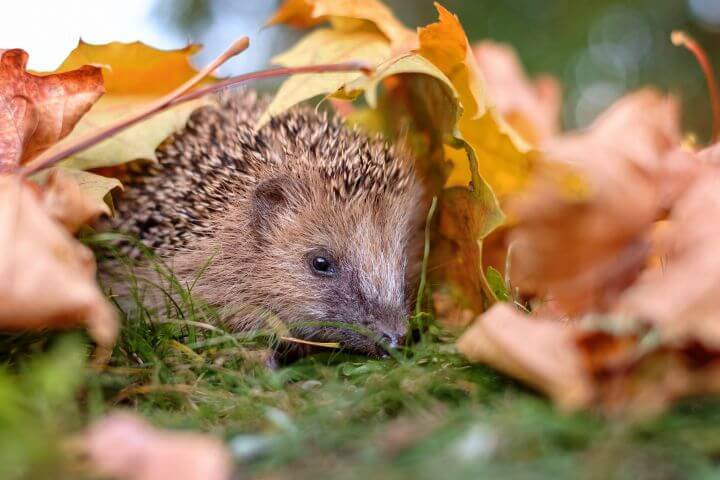 Igel versteckt sich unter Herbstlaub