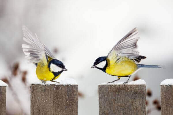 Man erkennt zwei gelb-blaue Vögel im Winter