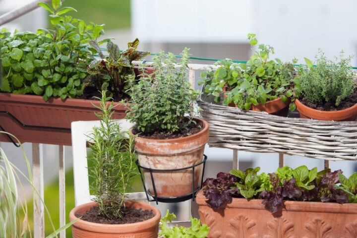 Kräuter- und Gemüse am Balkon anpflanzenKräuter- und Gemüse am Balkon anpflanzen