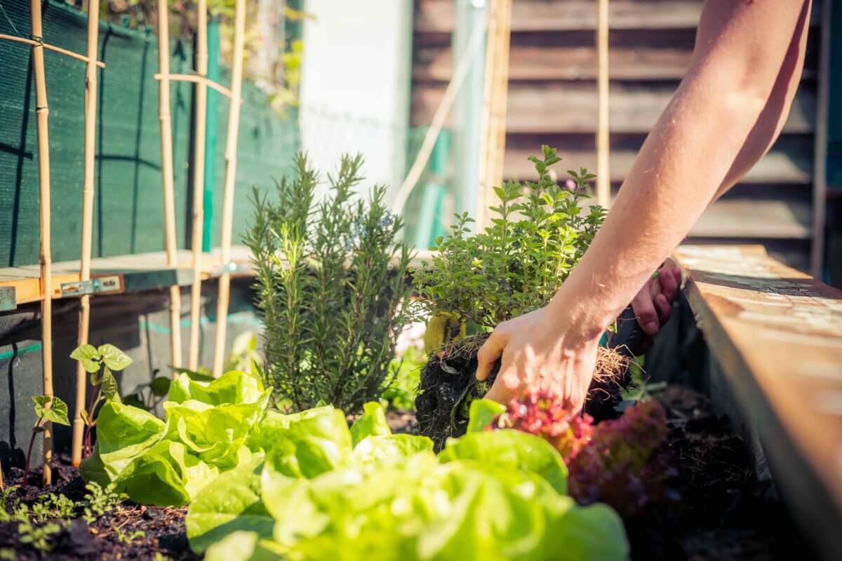 Gemüse pflanzen im Gartenbeet