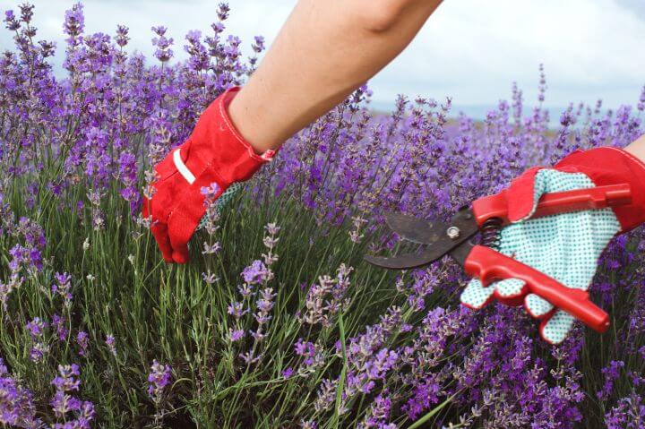 Man sieht einen Menschen mit roten Hsndschuhe, welcher gerade Lavendel schneidet.