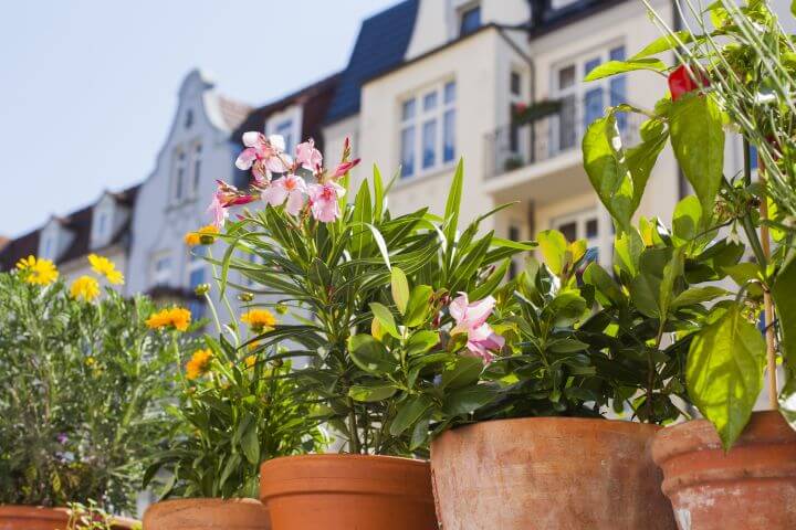 Man erkennt drei Blumentöpfe und ein Haus im Hintergrund