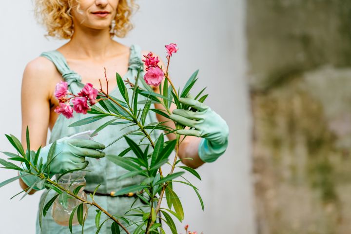 Frau besprüht Oleander im Kübel mit rosa Blüten