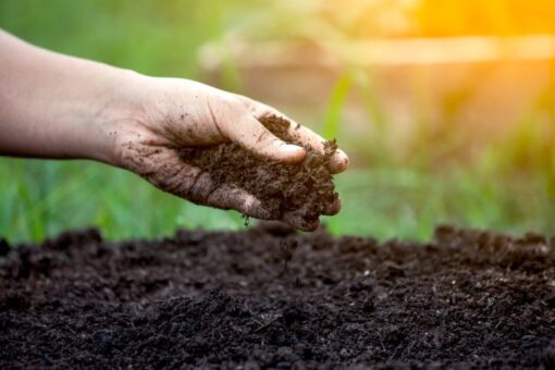 Blumenerde: Hand mit Haufen Erde