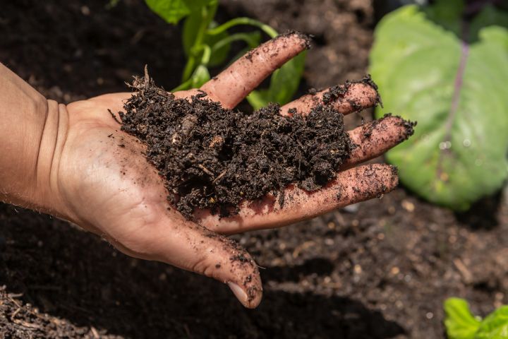 Blumenerde: Männerhand hält einen Haufen Erde