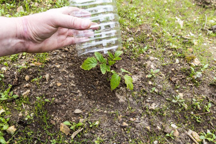 ein kleine grüne Pflanze wird vor Frost geschützt, indem eine durchsichtige Plastikflasche darüber gestülpt wird