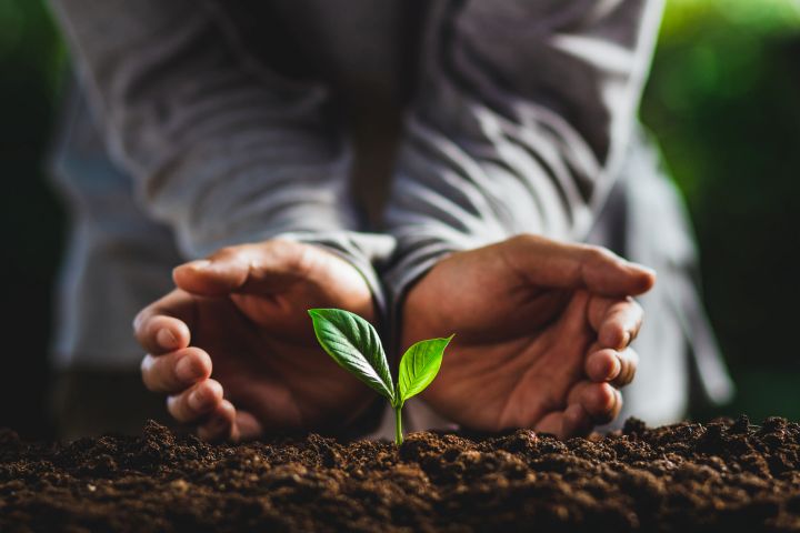 Nachhaltigkeit im Garten: Frauenhände hält ihre Hand schützend um kleines Pflänzchen