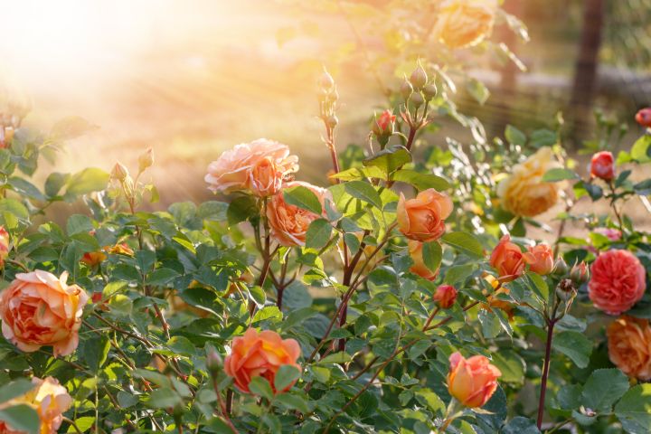 Rosenstrauch mit orangen Rosen wird von Sonne bestrahlt