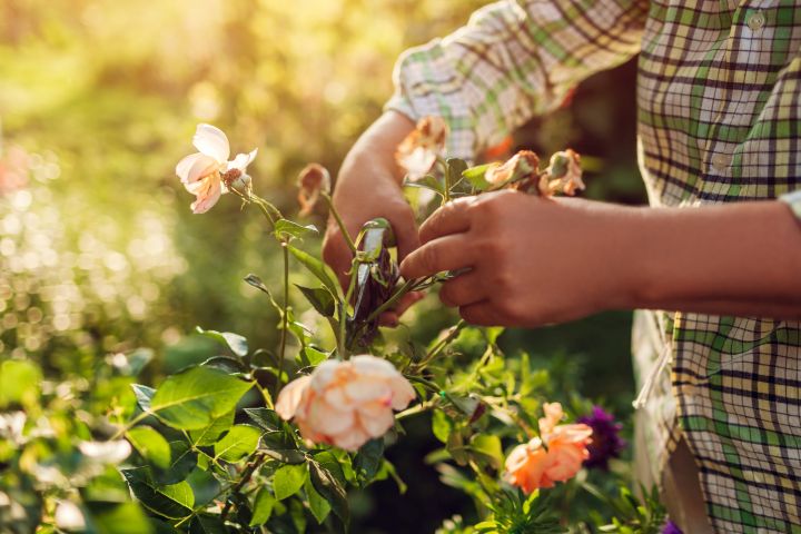 Pfirsichfarbene Rosenblüte wird mit Gartenschere von Rosenstrauch geschnitten