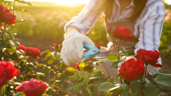 Rote Rosen werden von Frau mit Gartenhandschuhen und Gartenschere von Rosenstrauch geschnitten