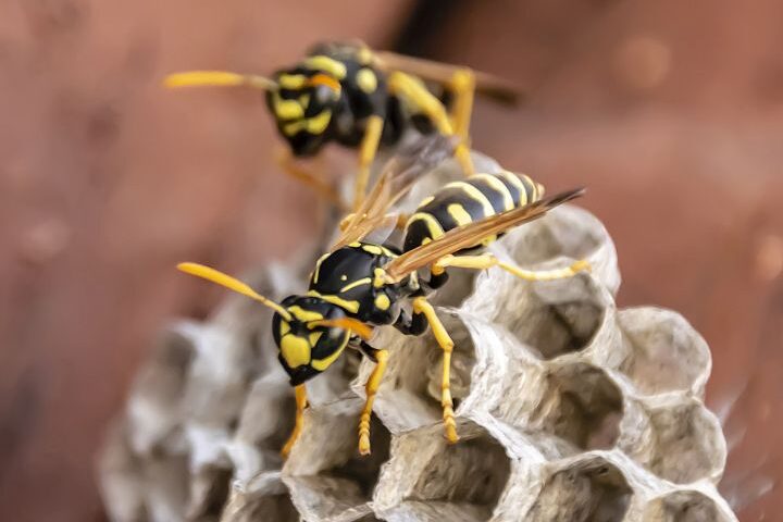 Wespen vertreiben: Wespen sitzen auf Wespennest