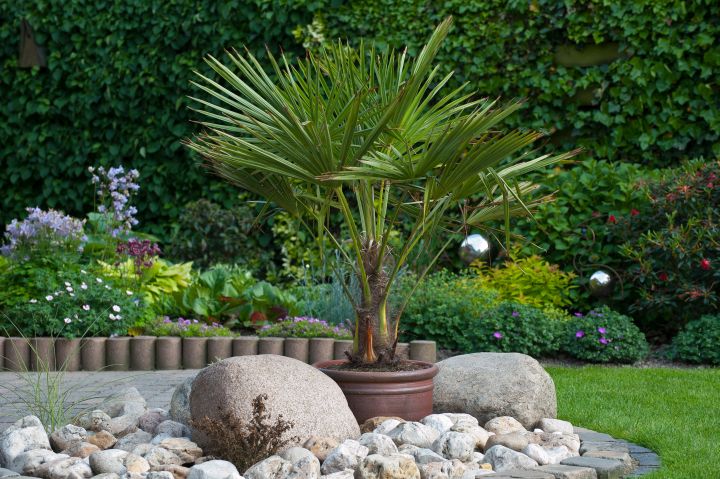 Palmen in Topf auf der Terrasse