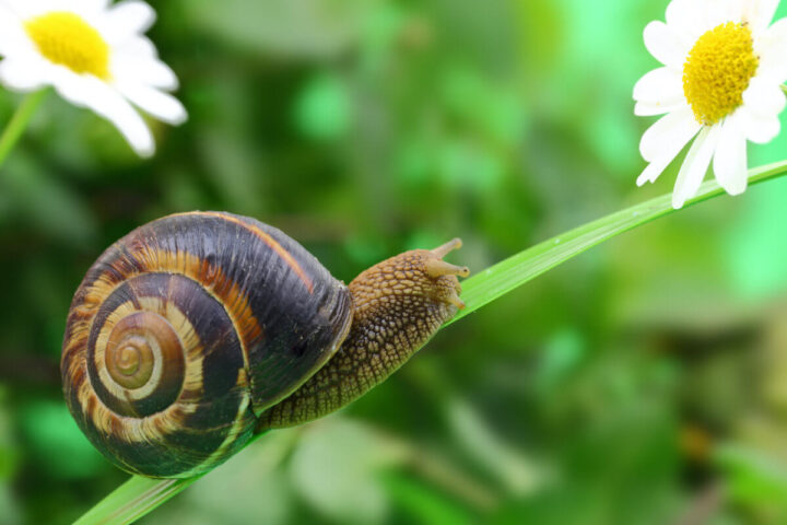 Schnecken bekämpfen: Schnecke mit Schneckenhaus klettert auf Grashalm