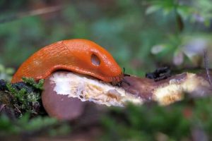 Schnecken bekämpfen: Nacktschnecke klettert auf Stein