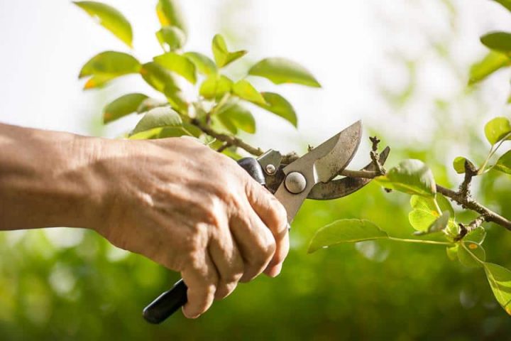 kleiner Ast wird mit einer kleinen Gartenschere abgeschnitten