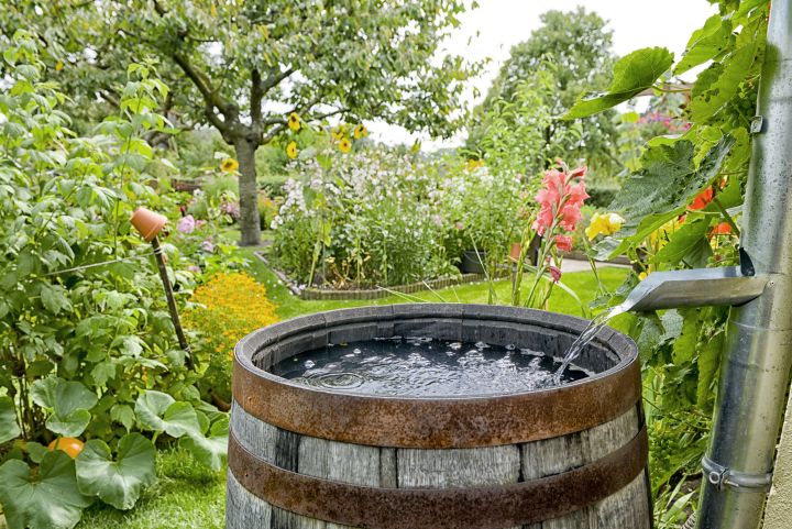 Ein altes Weinfass als Regentonne benutzt steht in einem schönen, großen Garten