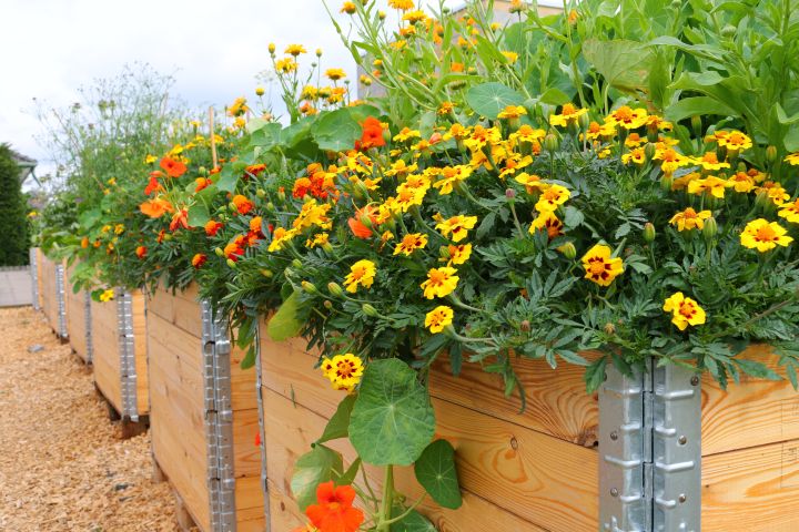 Gelbe Blumen in einem Hochbeet aus Holz