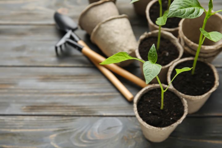 Sprösslinge in Töpfen mit Gartenutensilien auf Holztisch