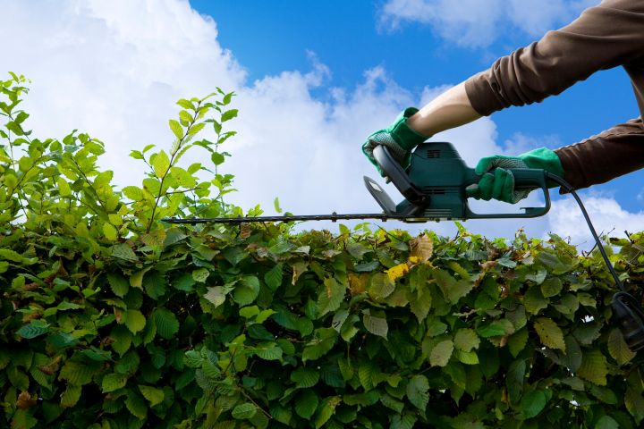 Mann schneidet eine Hecke mit einer Heckenschere