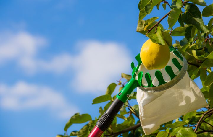 Obstpflücker, der eine Frucht von einem Ast holt