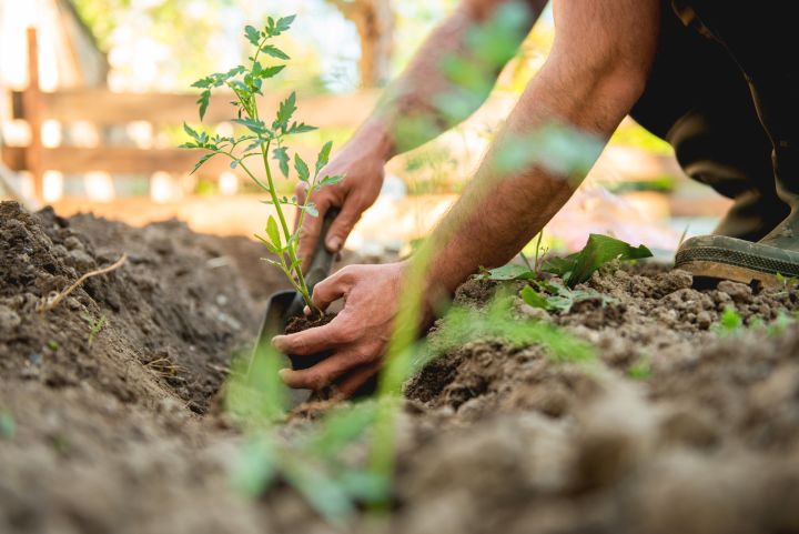 Mann setzt eine Pflanze im Garten ein