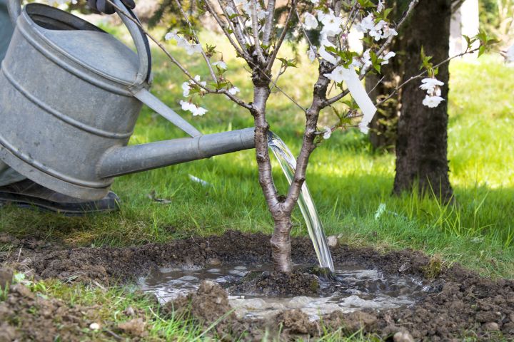 Ein noch sehr kleiner Obstbaum wird gegossen 