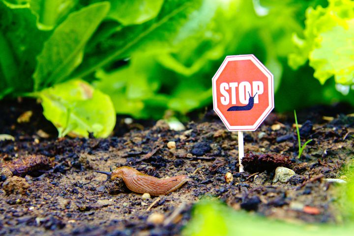 Schnecke in einem Beet mit einem kleinen STOP-Schild daneben