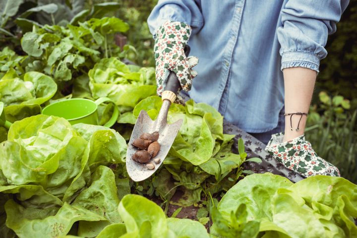 Frau vor einem Salat-Beet mit Schaufel in der Hand, auf denen Schnecken liegen