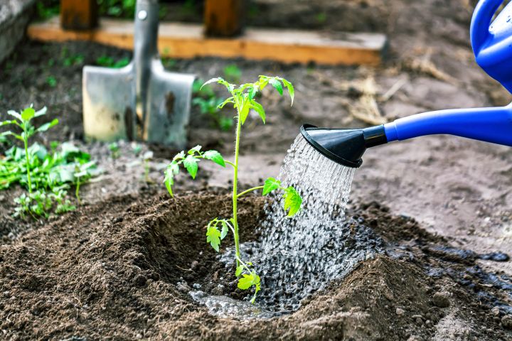 Tomatenpflanze wird an den Wurzeln gegossen