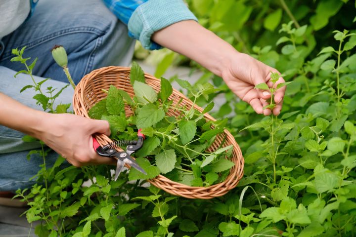 Frau pflückt Minze im Garten