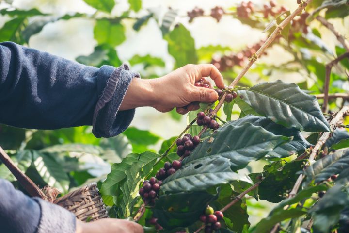 Hände eines Mannes pflücken Beeren von einem Ast