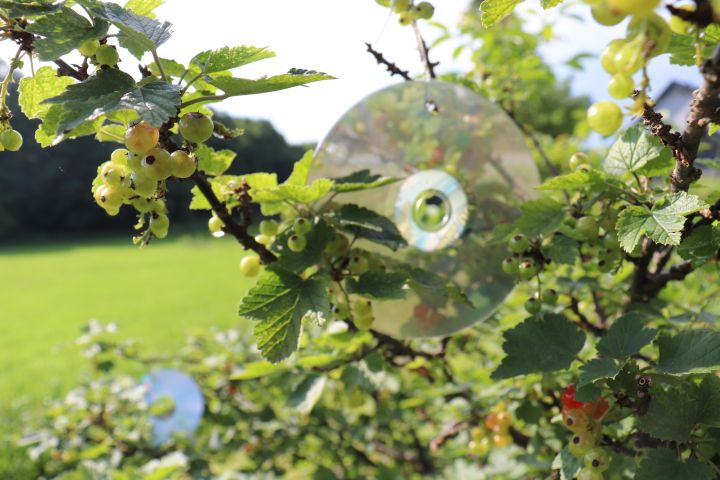 CD's an Bäumen zur Vogelabwehr