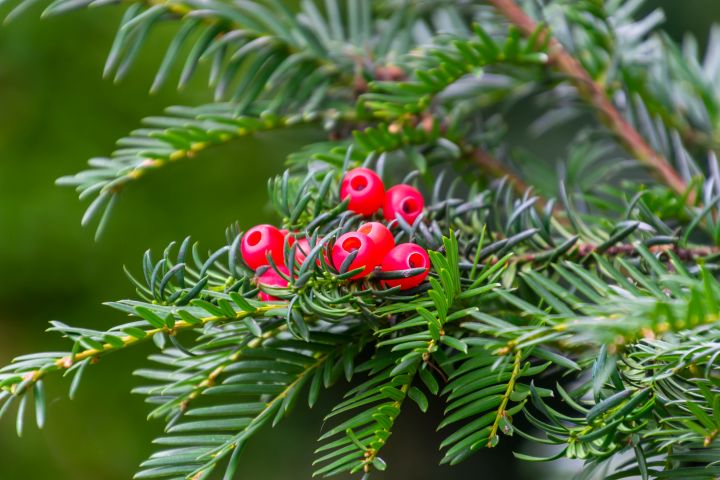 Ein grüner Tannenzweig mit roten Beeren, die giftig sind und sich Eibe nennt