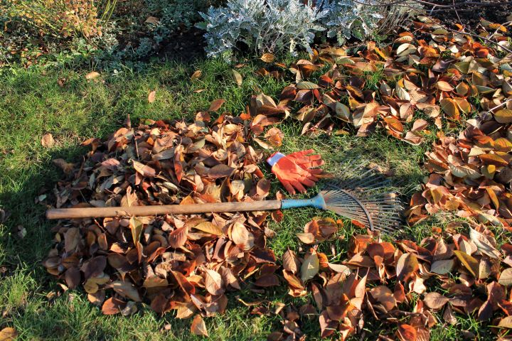 Ein Rechen und Gartenhandschuhe liegen auf einer großen Ansammlung von Laub