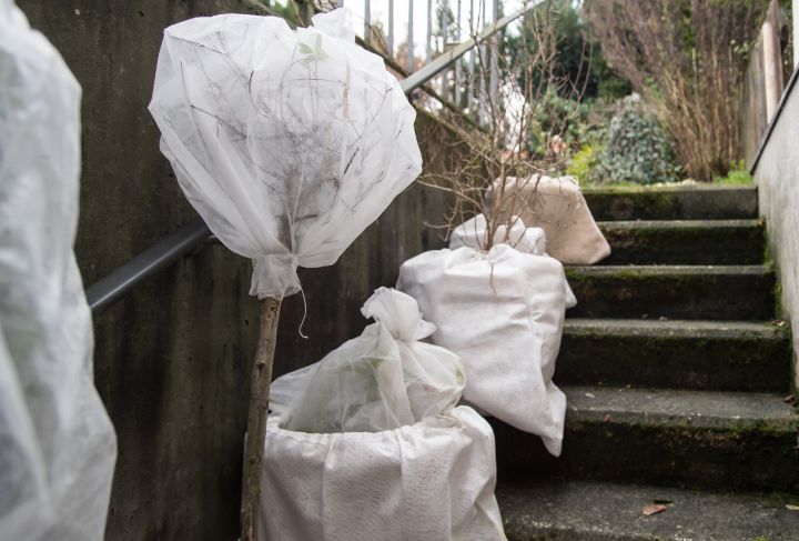 Pflanzkübel und eingetopfter Hochstamm wurde mit Vlies umwickelt. Die Pflanzen sind vor der Kälte im Winter geschützt und stehen auf der Kellertreppe.