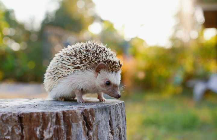 Igel in näherer Aufnahme auf einem Baumstaum. Es sieht hinab