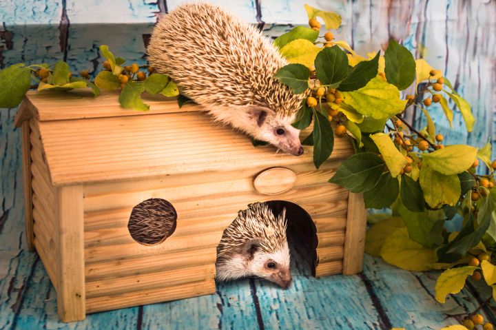 Zwei Igel in einem Igelhaus aus Holz. Eines sieht hinaus, das andere sitzt auf dem Dach