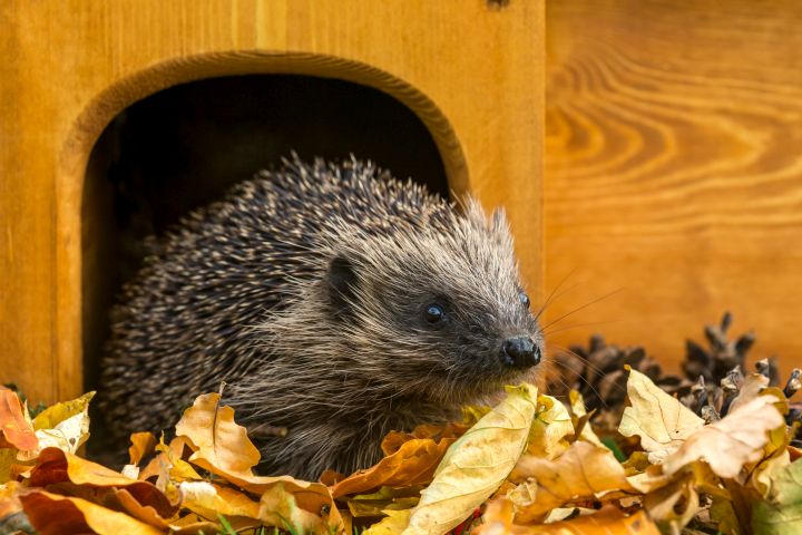 Igel verlässt sein Igelhaus. Es schaut nach rechts und steht bis zu den Knöcheln in dichtem Laub