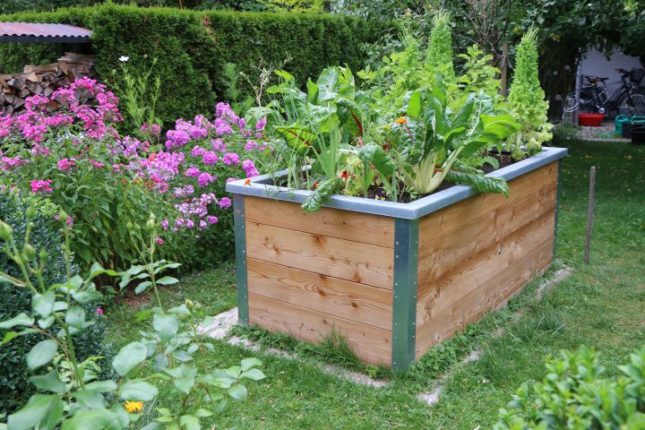 Hochbeet aus Holz in einem Garten, in dem reichlich Pflanzen gedeihen